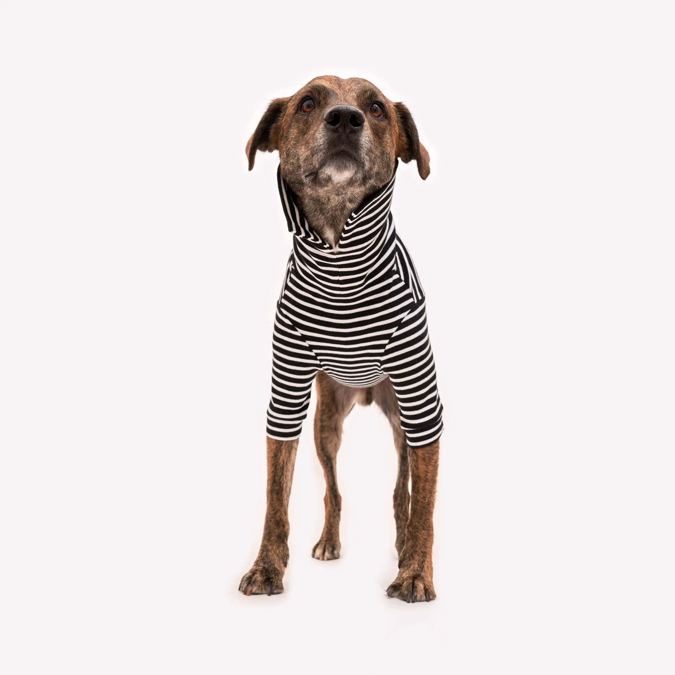 Black & White Stripe