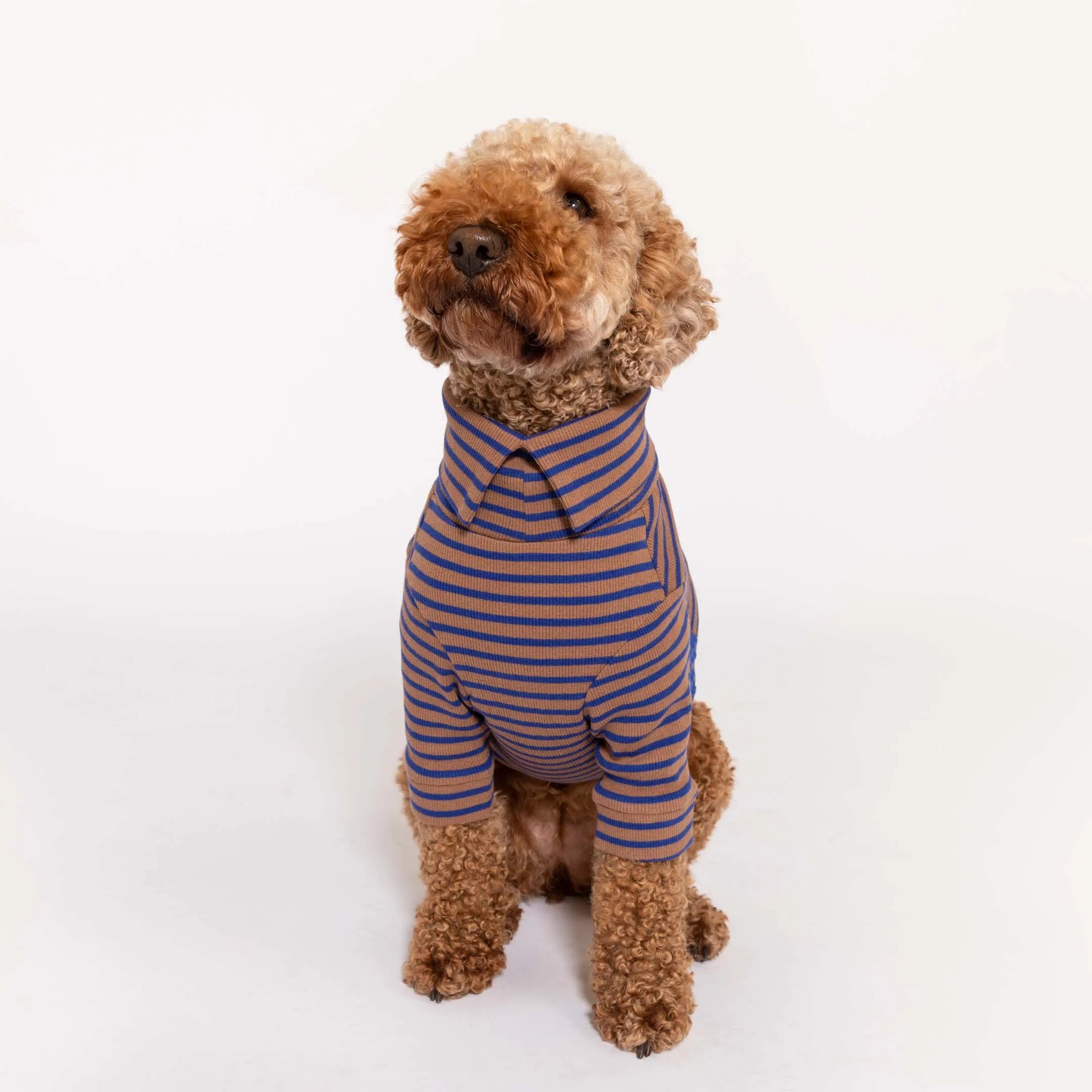 Cobalt & Brown Stripe